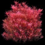 Rotala Blood Red